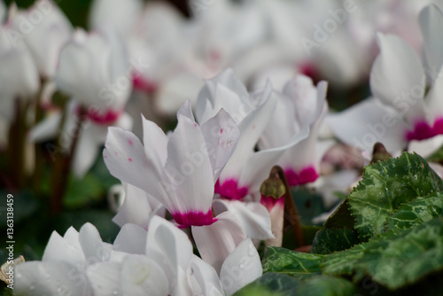 White Cyclamen Flower 