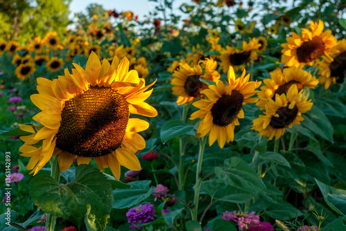 Sunflower Field in Bloom
