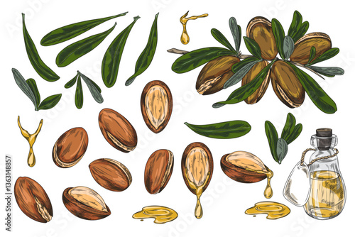 Argan tree branch with leaves and nuts sketch vector set, hand drawn cosmetic and medical plant, bottle of oil