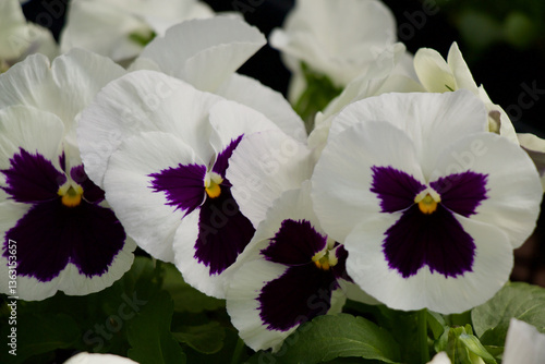 White Pansy Flowers Blooming Spring Time 