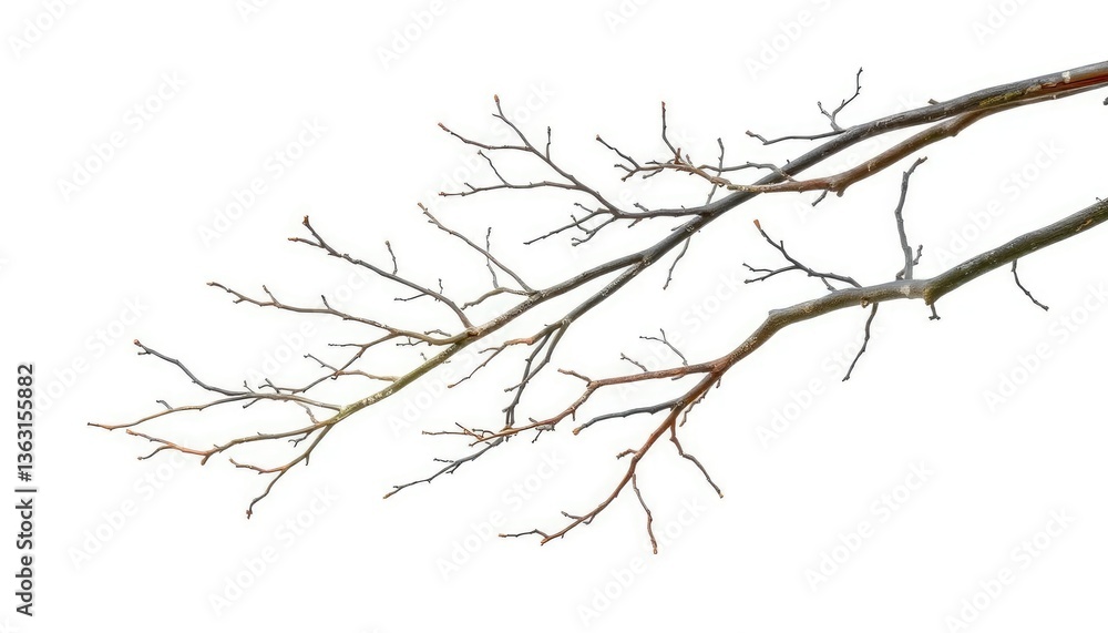 Isolated bare branches against a stark white backdrop, showcasing intricate textures and forms, white background, flora Isolated bare branches against a stark white backdrop, showcasing intricate textures and forms, white background, flora