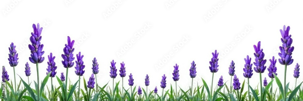 Obraz premium Isolated lavender flowers against white background, floral, lavender, greenery