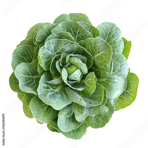 Obraz na płótnie Fresh green lettuce head ready for salads and culinary dishes w salonie