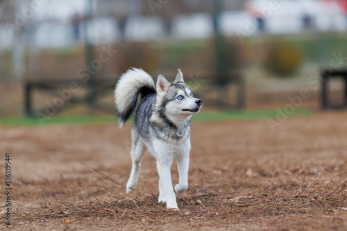 Pomsky breed dog plays