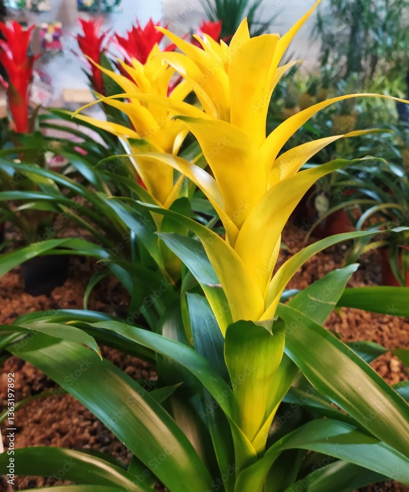Obraz premium Guzmania Bromelia yellow flowers, close-up. Blossom of Guzmania Bromelia plant Beautiful yellow and red bromeliad flowers in the garden. close-up.