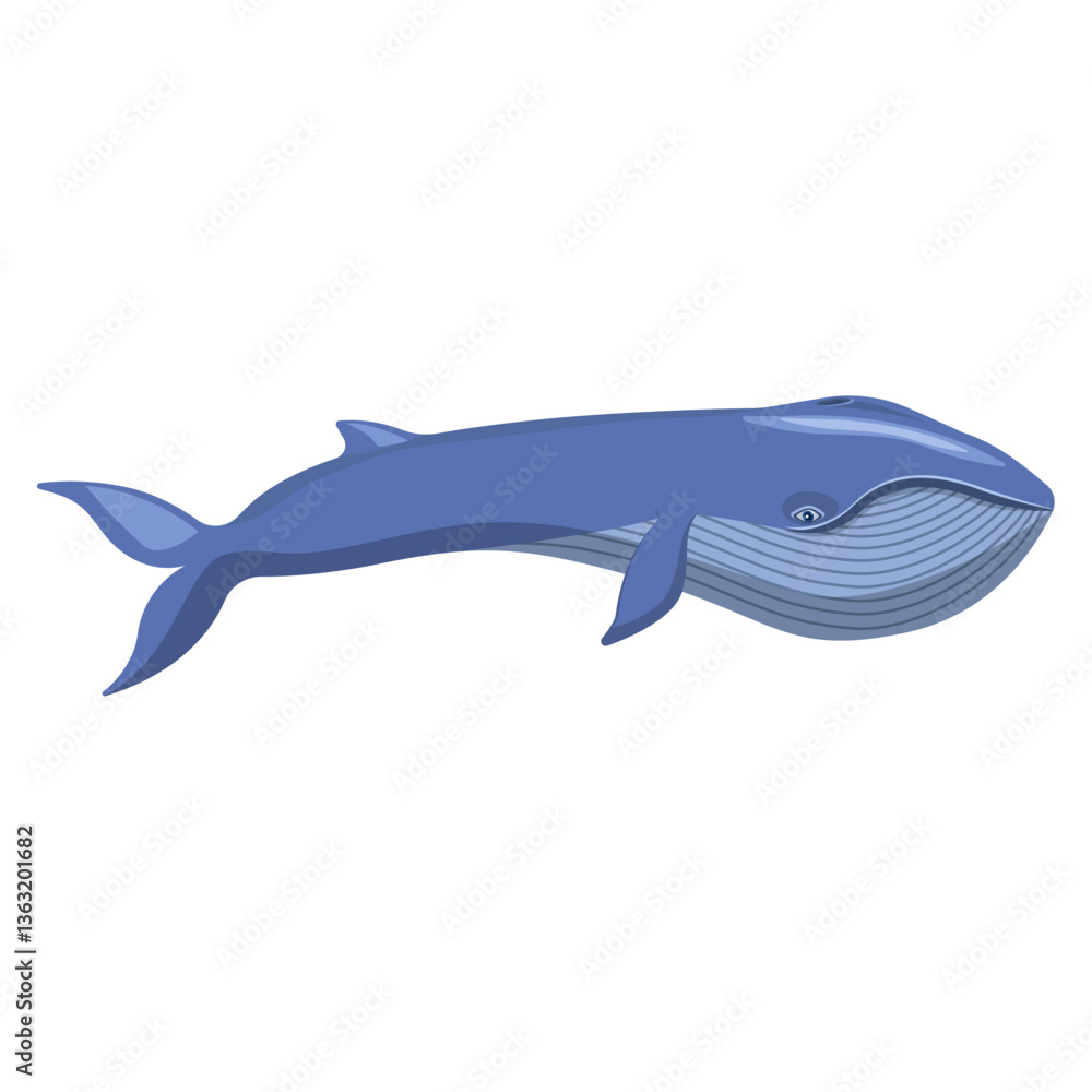 Fototapeta premium A blue whale isolated on a white background.Vector illustration of a marine animal.