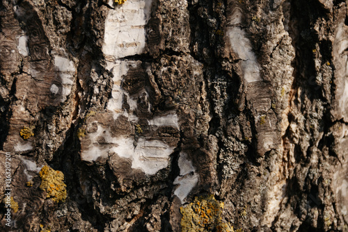 White birch tree bark with lichen growing on it. Close-up natural background texture.