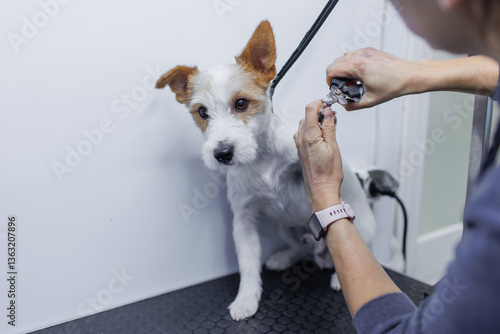 dog grooming. clipping claws. dog grooming. bathing a dog