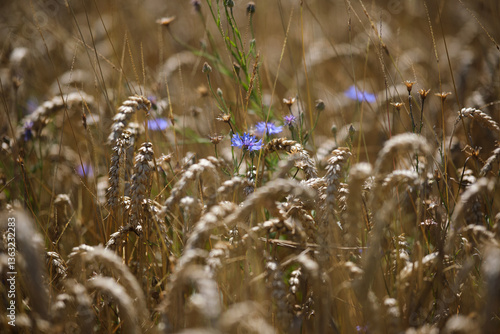 Obraz na płótnie A Beautiful Field of Wildflowers Nestled Among Tall Wheat Stalks in the Sunlight w salonie