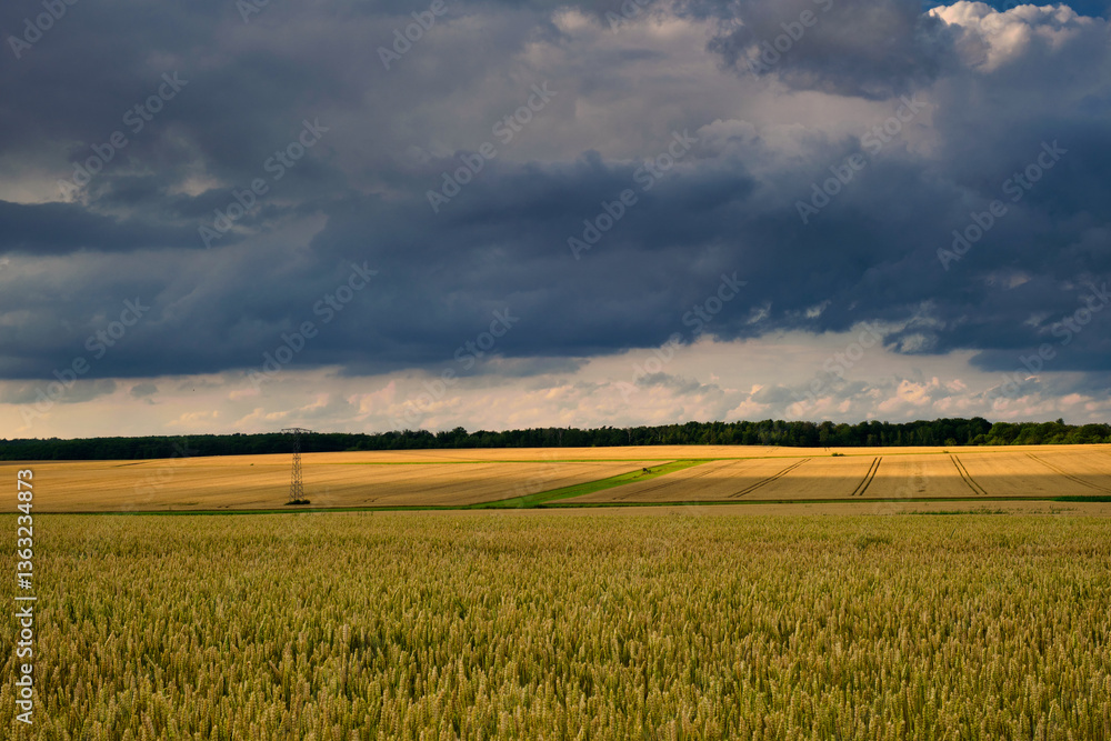 The Golden Wheat Field Spreads Out Beautifully Under the Dramatic Clouds That Hover Above It