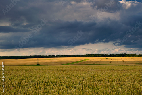 Obraz na płótnie The Golden Wheat Field Spreads Out Beautifully Under the Dramatic Clouds That Hover Above It w salonie