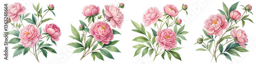 Four Pink Peonies Floral Composition, Isolated on Transparent Background, Watercolor Painting, Botanical Illustration, Peony, Floral, Botanical