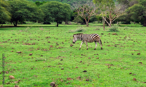 Lone Zebra Grazing in Acacia Woodland.Striped Wanderer: Zebra in African Grasslands.Peaceful Zebra Roaming Wild Pastures