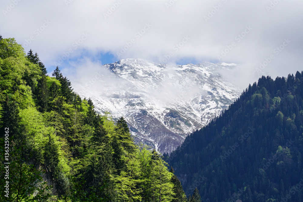 Naklejka premium Image of green forests and snow-capped mountains.