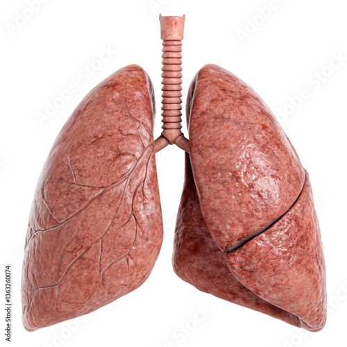 Human lung isolated on transparent background  
