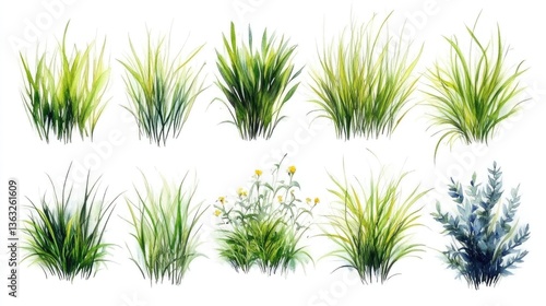 Set of watercolor grass bushes on white background. A hand-drawn set of tropical plant elements in a modern.