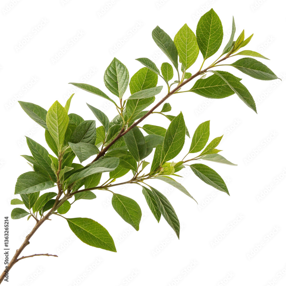 Plant branch isolated on transparent background
Plant branch isolated on transparent background