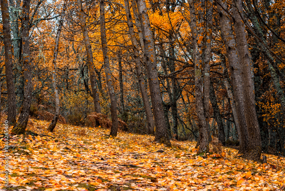Obraz premium Golden autumn colors illuminate a tranquil beech forest in Montejo, Spain.