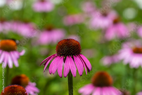 Echinacea purpurea purple white coneflowers flowering plants, group of ornamental medicinal hedgehogs flowers in bloom