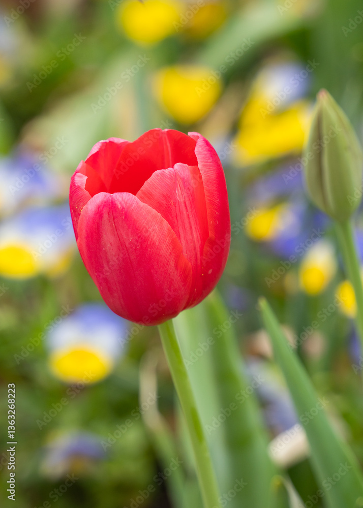 Fototapeta premium Colorful tulip flowers in the garden park