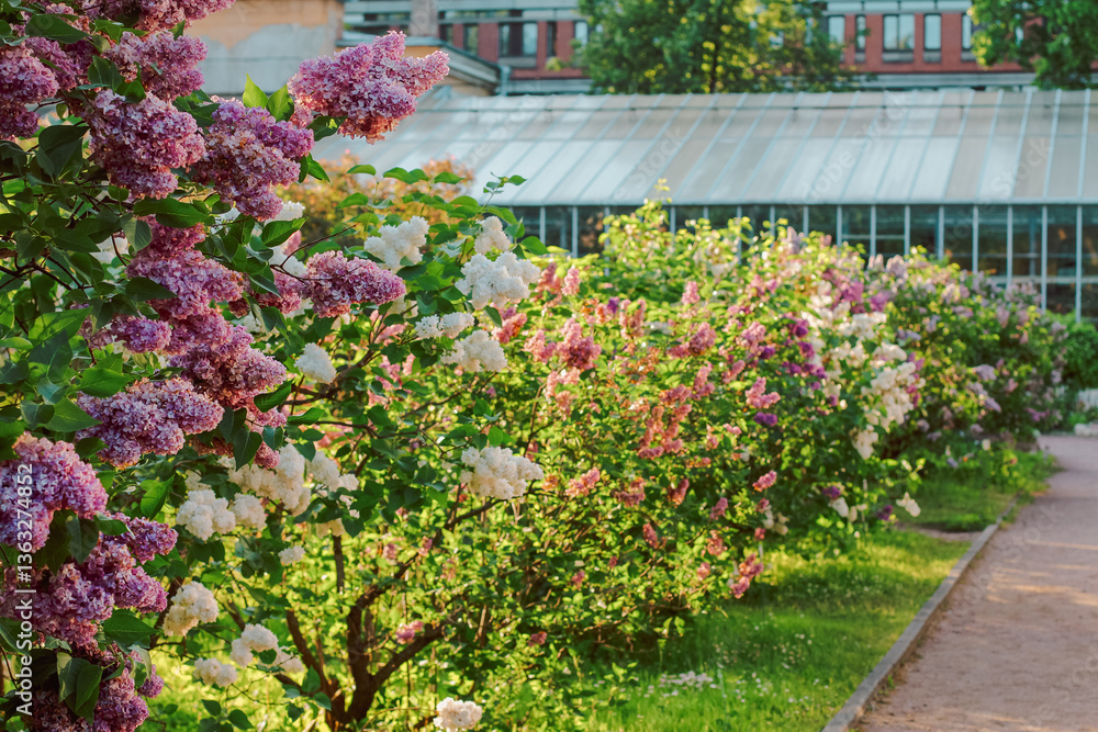 lilac bushes blooming in spring in garden. path in the park along the flowering lilac trees. spring landscape. lilac bushes blooming in spring in garden. path in the park along the flowering lilac trees. spring landscape.