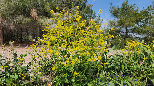 Tableau sur toile Bastard cabbage (Rapistrum rugosum), a weed under agricultural control, adorns f