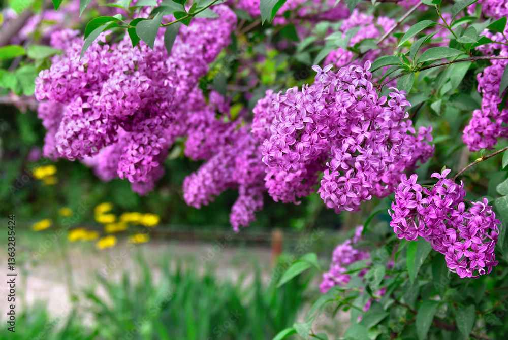 Flowers violet lilac in blooming garden in sunlight in spring time Flowers violet lilac in blooming garden in sunlight in spring time