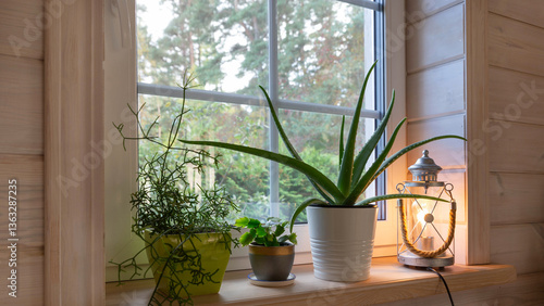 Cozy natural interior with indoor houseplants on wooden windowsill, including aloe vera, cactus, succulents in ceramic pots. Green home decor inspiration for plant lovers, sustainable living visuals