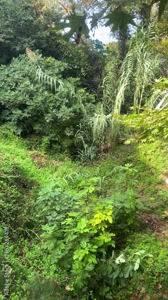 Tropical forest of different plants, trees, bushes in the gorge of hot country in summer, vertical video Tropical forest of different plants, trees, bushes in the gorge of hot country in summer, vertical video