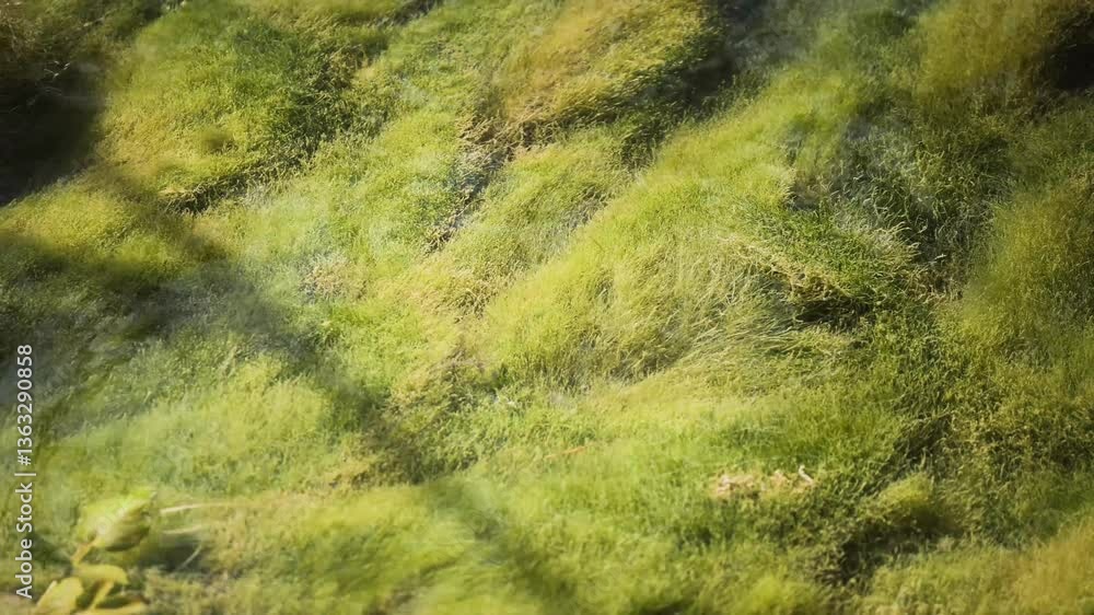 Green seaweed sways gently in the clear water Green seaweed sways gently in the clear water