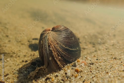 Underwater close-up of a freshwater mussel partially buried in sandy riverbed. Perfect for themes of aquatic ecosystems, biodiversity, and nature conservation