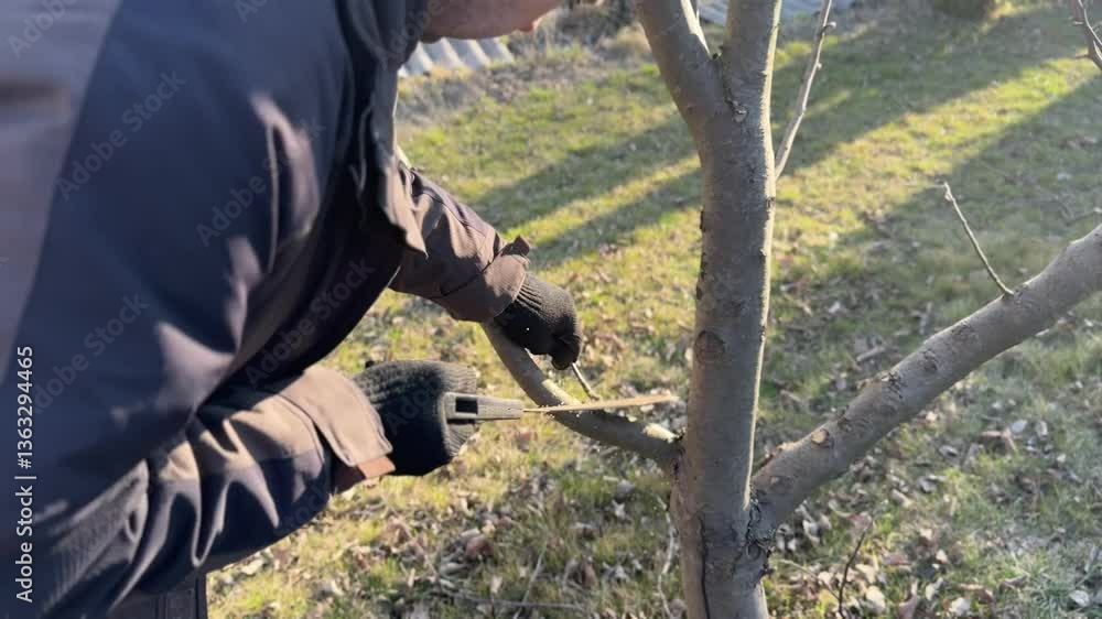 man trimming tree branches with saw, spring gardening man trimming tree branches with saw, spring gardening