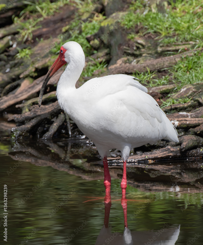 Naklejka premium Views of a White Ibis bird in the water