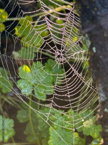 Wallpaper Mural Telaraña con gotas de lluvia Torontodigital.ca