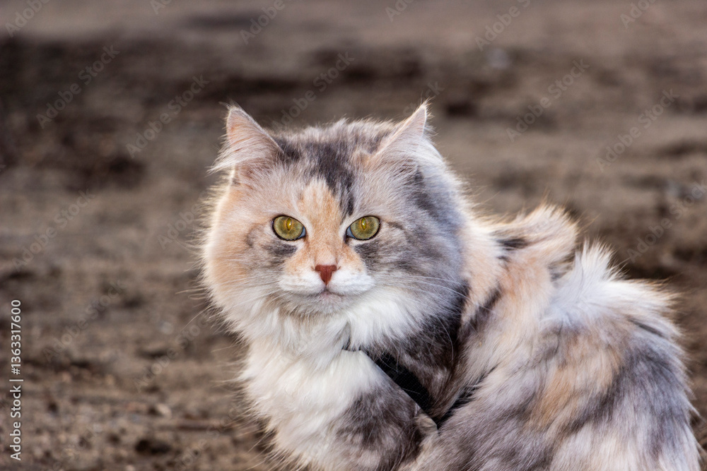 Fototapeta premium tricolor cat, Siberian fluffy, purebred, looking at us, muzzle, portrait, close-up, round eyes, sitting on the ground, full length, pet, well-groomed, long-haired, shaggy tail, adult, breed, walk,