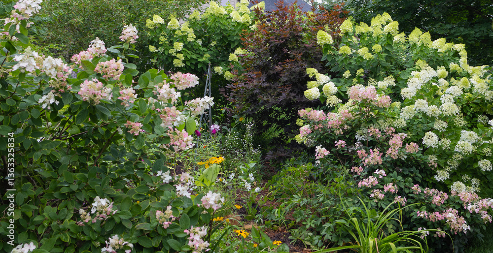 Obraz premium Beautiful limelight and Quick Fire hydrangeas bushes in full bloom in late summer lends a romantic feel to the back yard