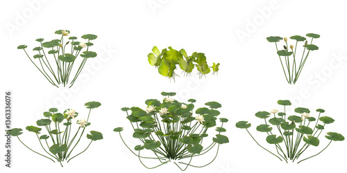 Wallpaper Mural 3d illustration of Nymphaea,Pistia plants on transparent background Torontodigital.ca