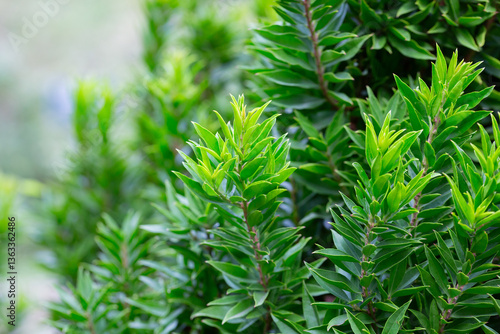 Photos Close-up of green myrtle leaves on a blurred background