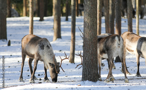 Visit to a reindeer farm in Rovaniemi, Finland

