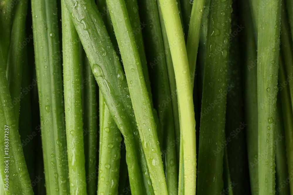 Fresh green onions with water drops as background, top view Fresh green onions with water drops as background, top view