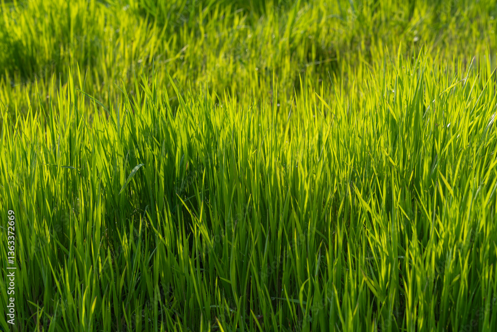 Obraz premium Bright green grass shimmers in sunshine, creating feeling of freshness. Perfect natural background for ecodesign, spring and summer concepts.