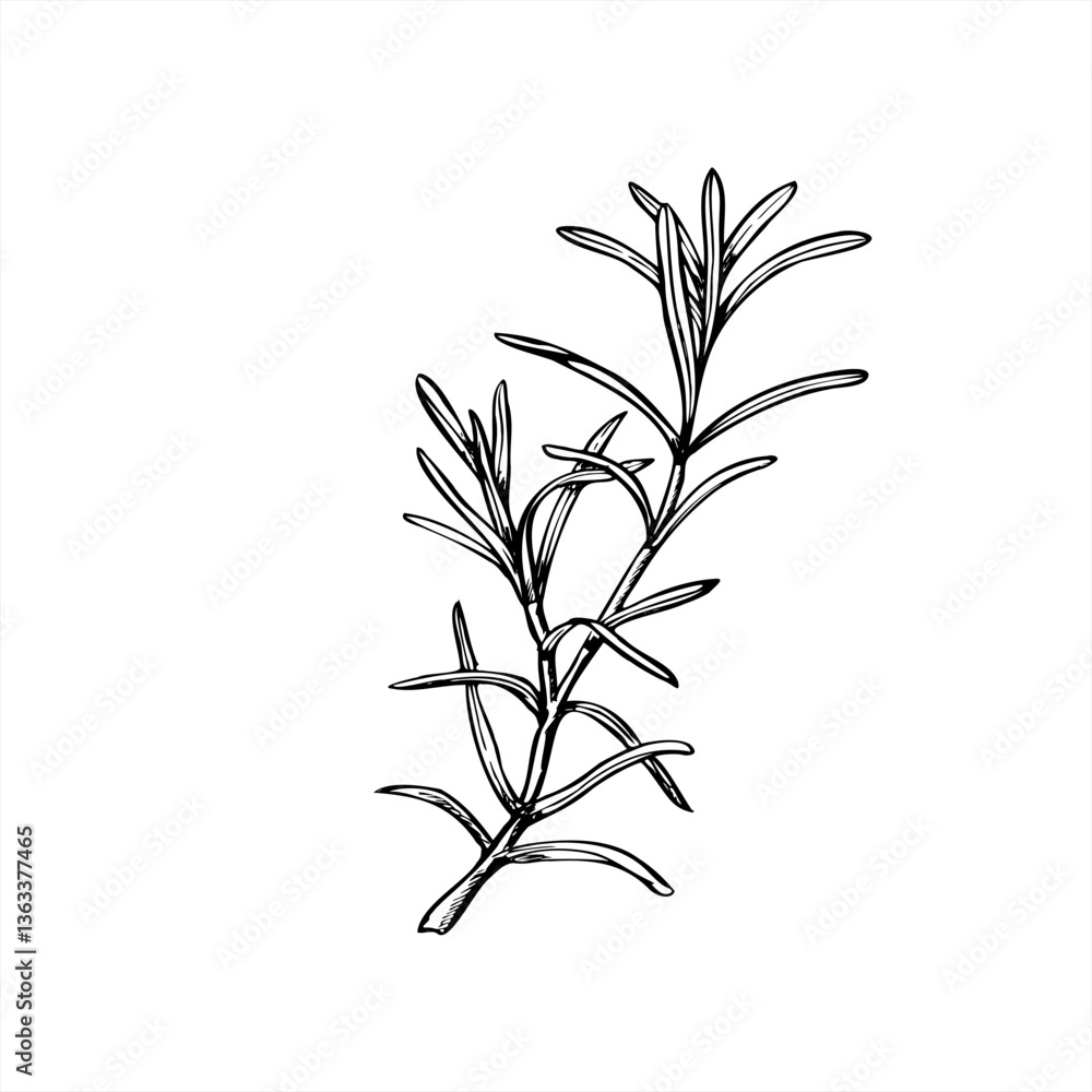 Naklejka premium Rosemary or lavender branch vector illustration painted by black inks. Mediterranean seasoning aromatic fresh herbs etching drawing. Fragrant plant for essential oil label, Christmas roast decor