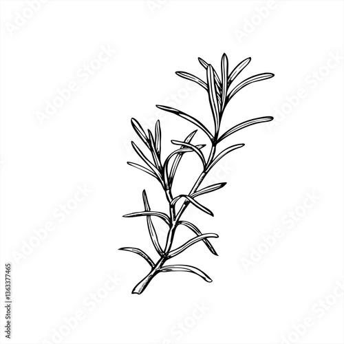 Rosemary or lavender branch vector illustration painted by black inks. Mediterranean seasoning aromatic fresh herbs etching drawing. Fragrant plant for essential oil label, Christmas roast decor