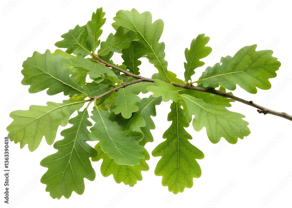 Green Oak Branch with Fresh Leaves Isolated on White Background Green Oak Branch with Fresh Leaves Isolated on White Background