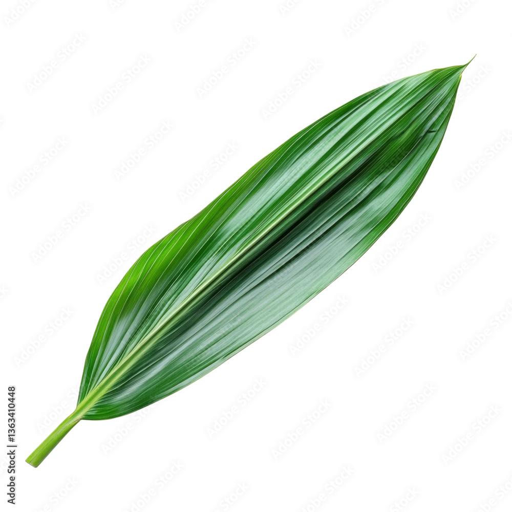 Close-up of a Vibrant Green Leaf Close-up of a Vibrant Green Leaf