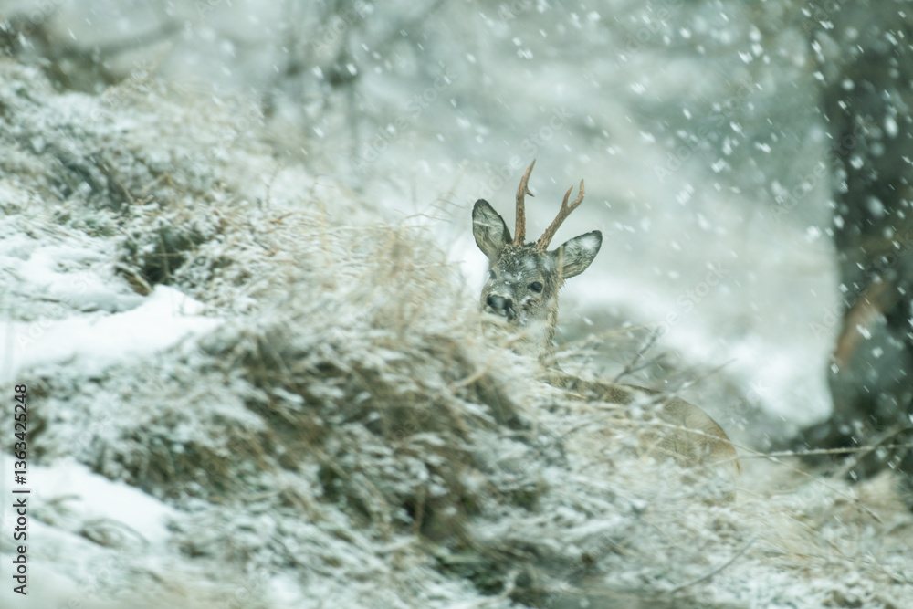 Male European roe deer in snowstorm. Species: Capreolus capreolus, Place: Italian Alps Mountains.