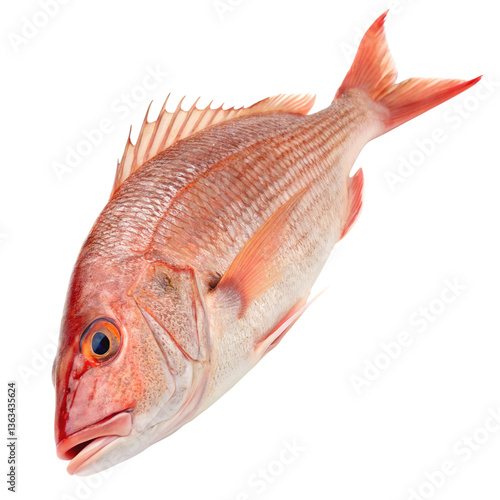 фотографія A red snapper on black ground transparent background