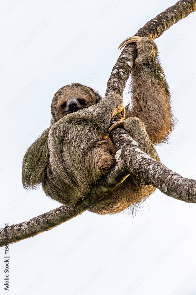 Brown-throated sloth (Bradypus variegatus). Costa Rica, Santa Rita, Provincia de Alajuela. Selective focus on sloth's eyes