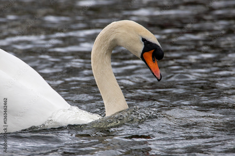 Naklejka premium The mute swan is a very large white waterbird. It has a long S-shaped neck and an orange bill with a black base and a black knob. It flies with its neck extended and regular, slow wingbeats. 