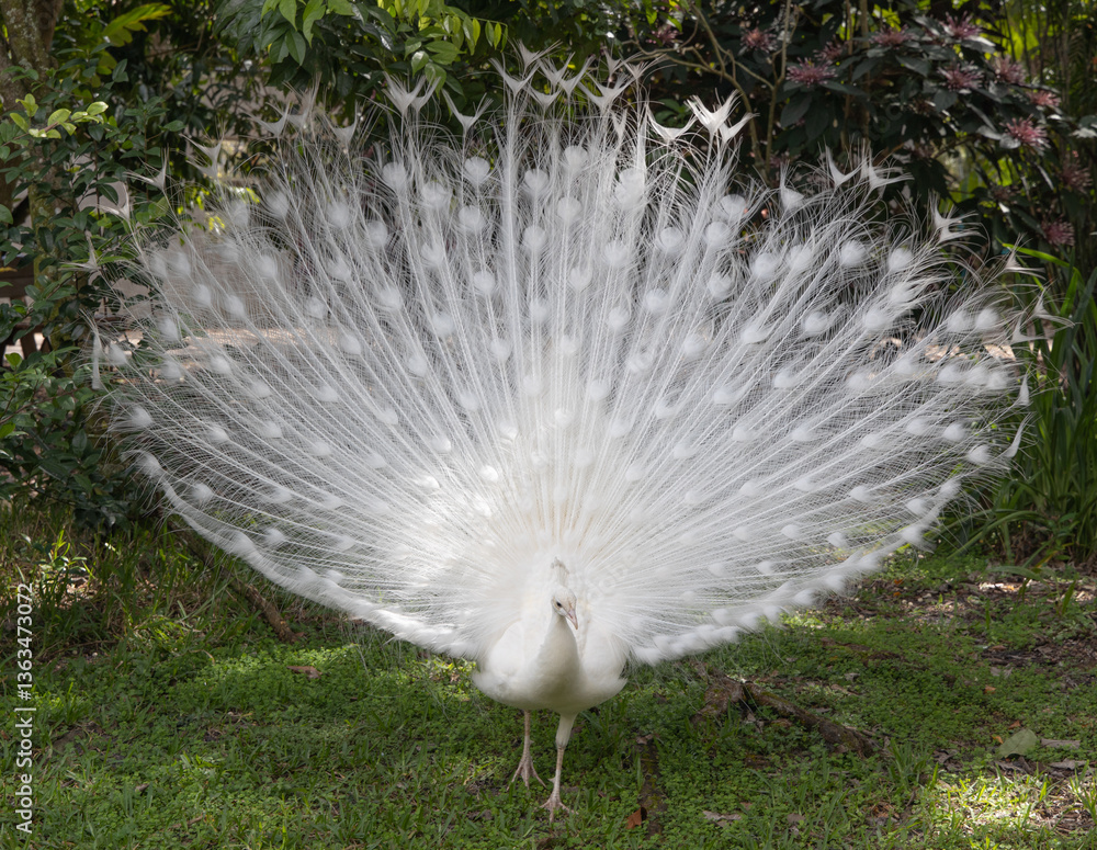 Obraz premium Albeno peacock with full white feathers
